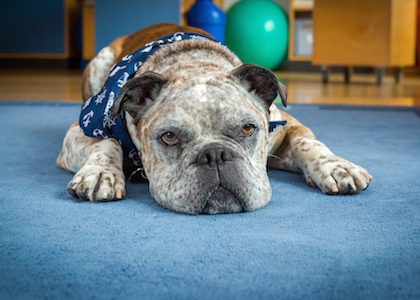 hundgestützte Therapie